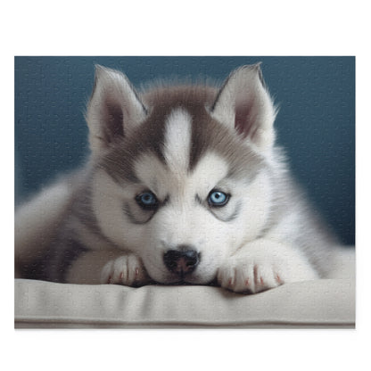 Husky Puppy